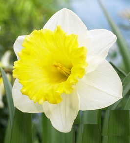 Narcissus LAS VEGAS 14/16 cm