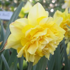 Daffodil/Narcissus Dick Wilden