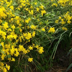 Narcissus Jonquilla (Texas Heirloom)