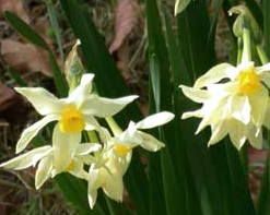 Narcissus Italicus (Heirloom Paperwhite)