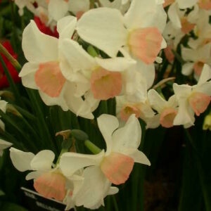 Daffodil/Narcissus Jonquil BELLSONG