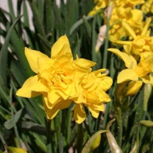 Daffodil/Narcissus Double Campernelle, Jonquil