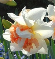 Daffodil/Narcissus Delnashaugh Pink Double