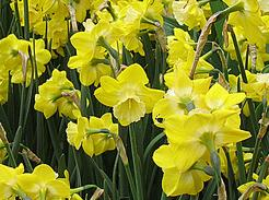 Daffodil/Narcissus Jonquil INTRIGUE