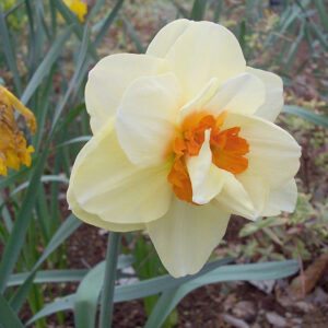 Daffodil/Narcissus Double Fashion