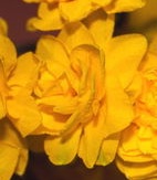 Double Daffodil/Narcissus Pencrebar