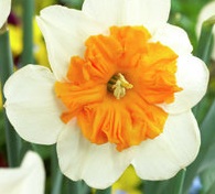 Daffodil/Narcissus Parisienne