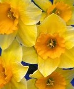 Daffodil/Narcissus Derringer
