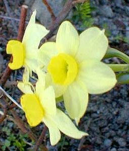 Narcissus Minnow (paperwhite)