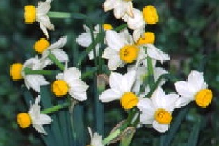 Narcissus Canaliculatus (paperwhite)