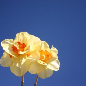 Daffodil/Narcissus TAHITI