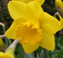 Daffodil/Narcissus Saint Keverne