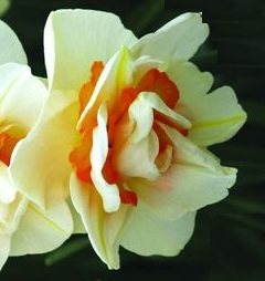 Daffodil/Narcissus Flower Parade