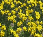 Daffodil/Narcissus ARKLE (huge flowers)