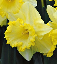 Daffodil/Narcissus Bestseller 16+ cm