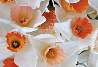 Daffodil/Narcissus Pink Mix 14/16 cm