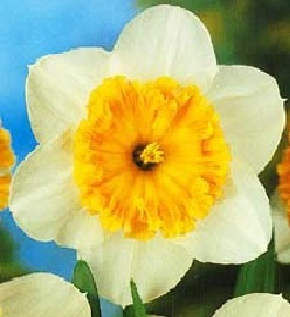 Daffodil/Narcissus Early Bride 14/16 cm