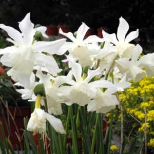 Narcissus / Daffodil Thalia