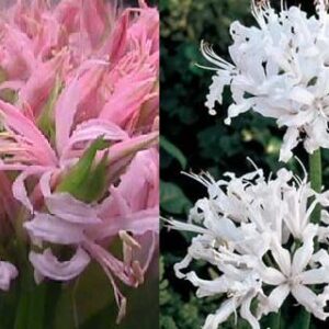 NERINE ALBIVETTA