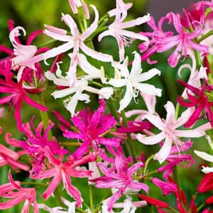 NERINE MIX,