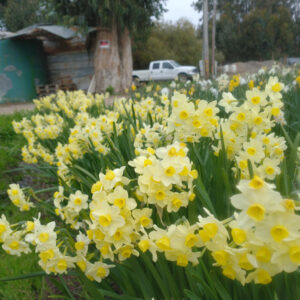 Narcissus Good Scent Avalanche X