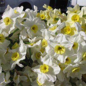 Narcissus Nicole's Favorite