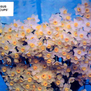 Narcissus Sugar Cups