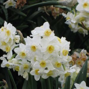 Narcissus Grand Primo
