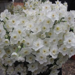 Narcissus Jaminia