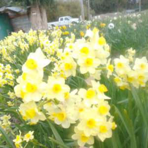 Narcissus ACxPW Tall Light Yellow