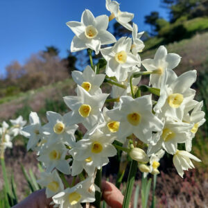 Narcissus Early Pearl