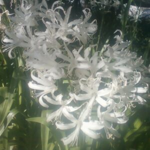 NERINE BOWDENII ALBA