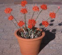 NERINE Codora