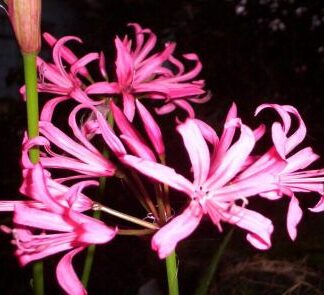 NERINE BOWDENII