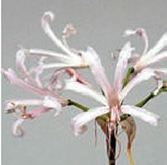 NERINE BOWDENII NIKITA