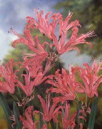 NERINE BOWDENII FAVOURITE