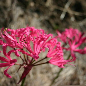 NERINE Sarniensis (Australian Type)