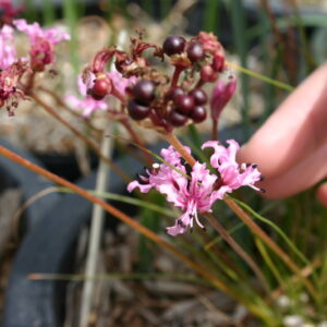 NERINE MASONIORUM