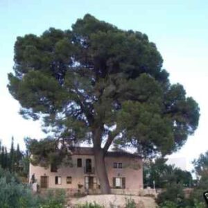 ALEPPO PINE TREE