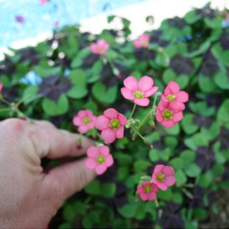 Oxalis Deppei IRON CROSS
