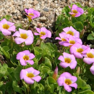 Oxalis Depressa / Inops