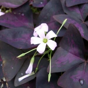 Oxalis Triangularis