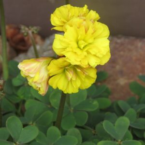 Oxalis Double Trouble