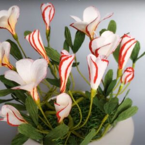 Oxalis VERSICOLOR