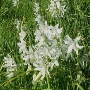 Ornithogalum NUTANS