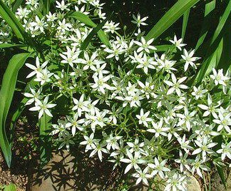 Ornithogalum Umbellatum~Star of Bethlehem