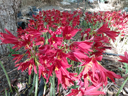 RHODOPHIALA Hybrid MIX *30 Seeds*