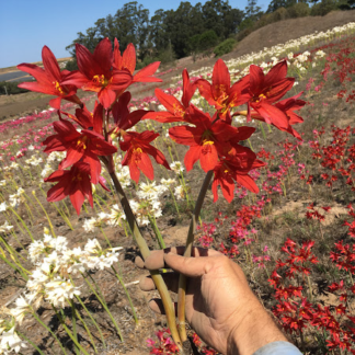 RHODOPHIALA  Granatiflora Hybrids