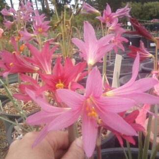 Rhodophiala Bifida "PINK Oxblood Lily"