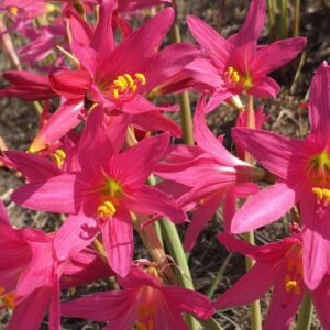 Rhodophiala Bifida Light PINK
